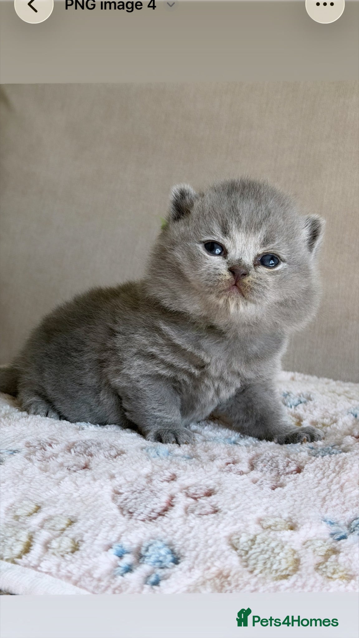 British Shorthair cats GCCF BEAUTIFUL KITTENS  - Advert 1