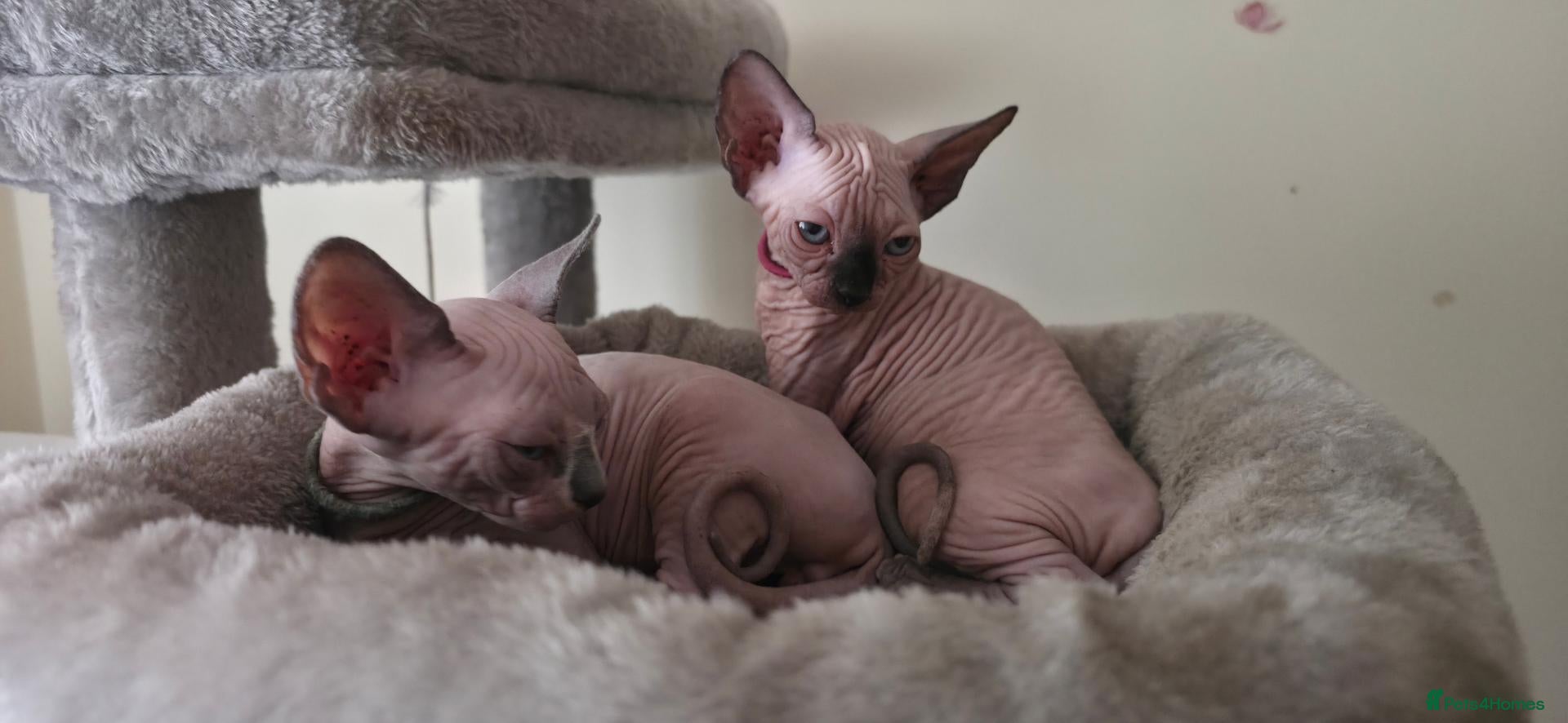 Sphynx cats Adorable Sphynx Kittens – 2 Males & 1 Female  - Advert 6