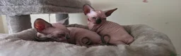 Sphynx cats for sale: Adorable Sphynx Kittens – 2 Males & 1 Female  - Advert 18