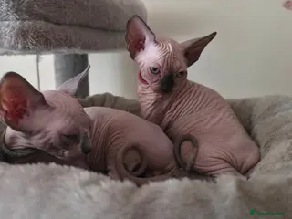 Sphynx cats Adorable Sphynx Kittens – 2 Males & 1 Female - Advert 6