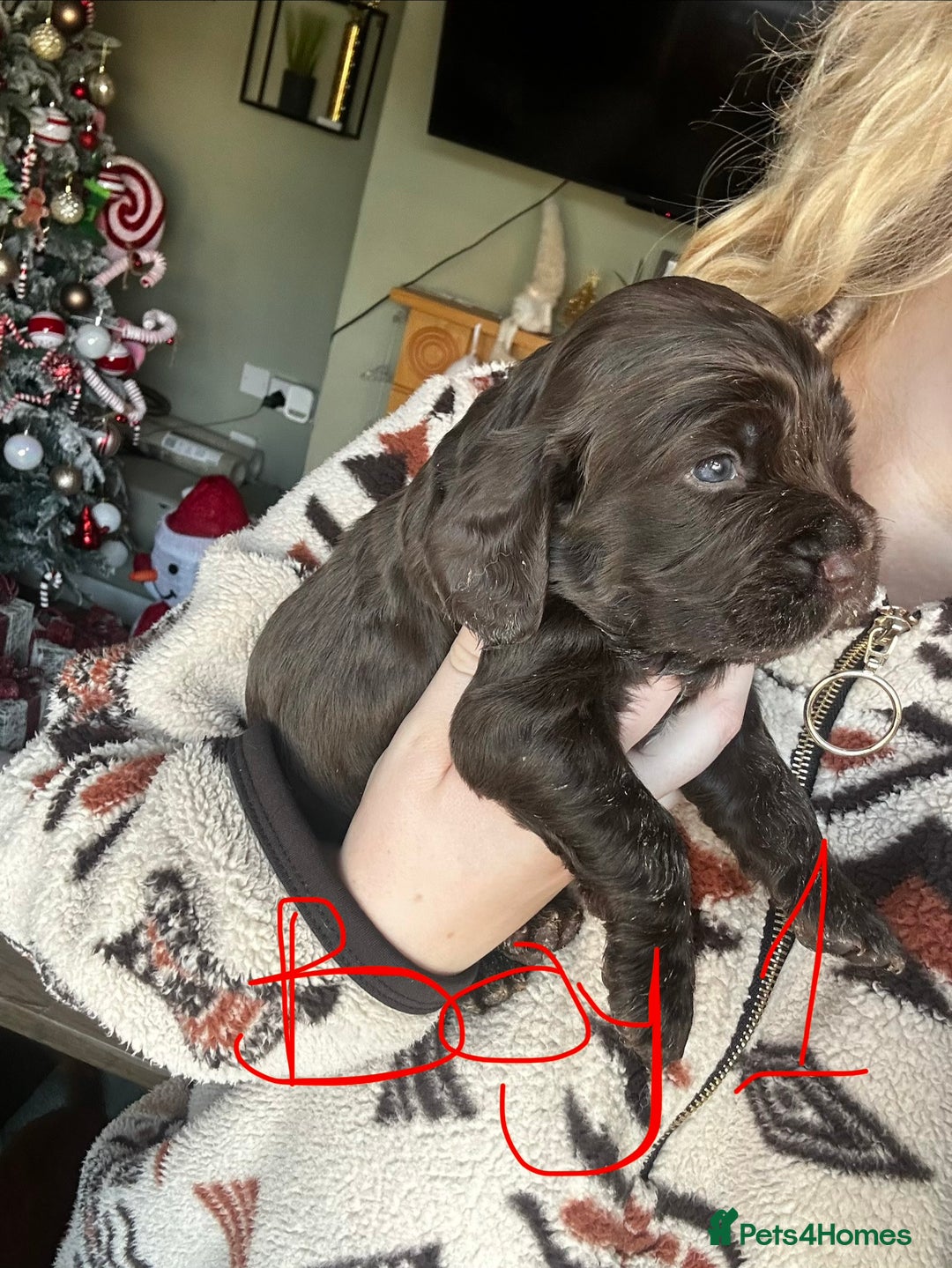 Sprocker dogs for sale: ONE BLACK BOY LEFT❤️‍🩹 - Advert 11