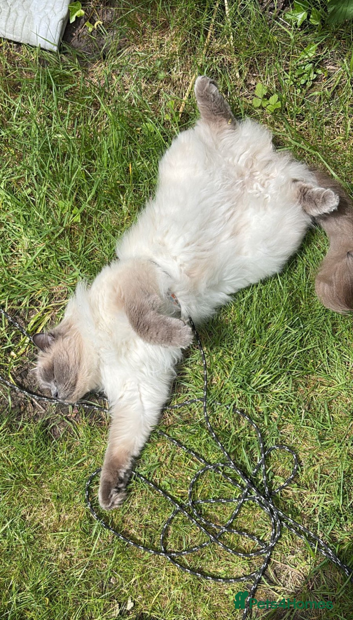 Ragdoll cats for sale: Beautiful natured pure Ragdoll  in Nottingham - Advert 5