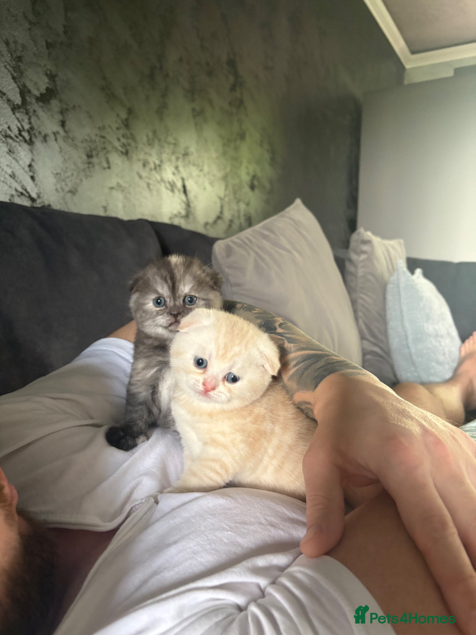 Scottish Fold cats Adorable 5 Scottish Fold Kittens - Advert 14
