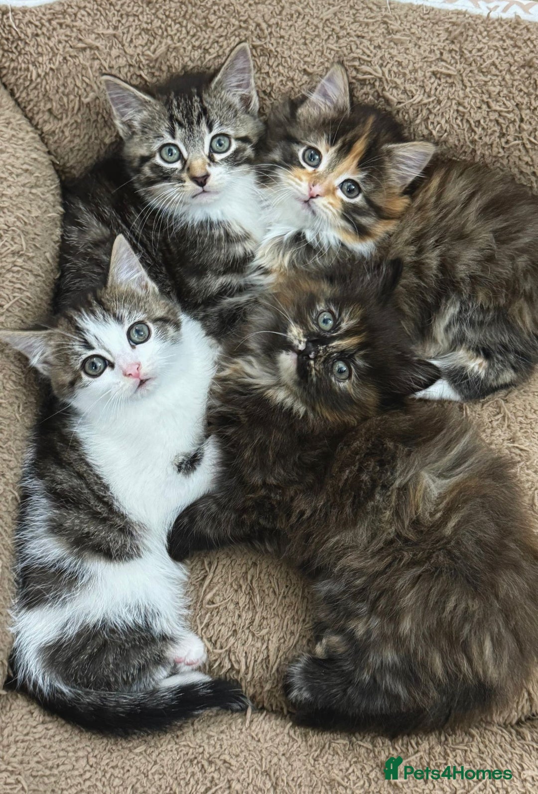 Mixed Breed cats for sale: GORGEOUS KITTENS  - Advert 2