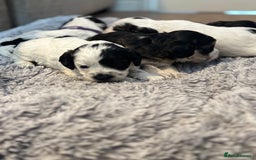 Cockapoo dogs for sale: F1 cockapoos beautiful litter 5 left* - Image 11