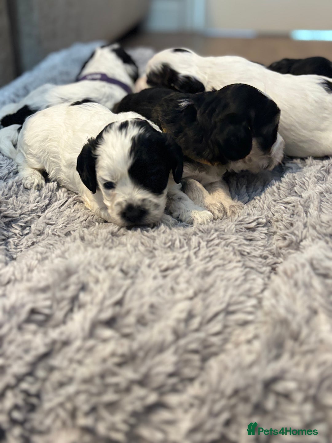Cockapoo dogs for sale: F1 cockapoos beautiful litter 5 left* - Image 11