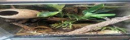 Gecko reptiles for sale: Two male Crested geckos in Boston - Advert 10