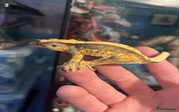 Gecko reptiles for sale: Crested geckos for sale  - Image 2