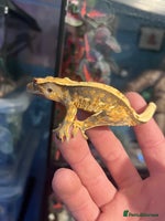 Gecko reptiles - Advert 1