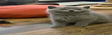 BSH LOUIE
