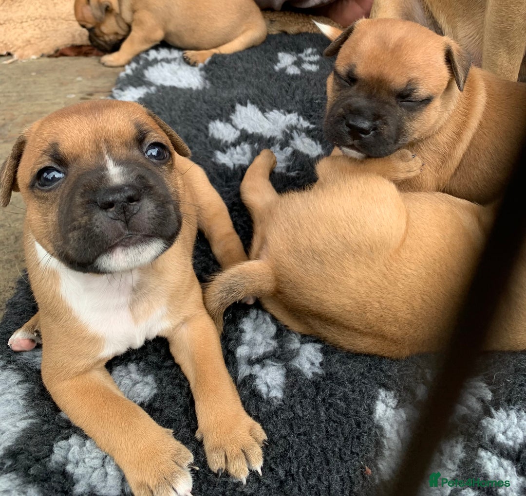Staffordshire Bull Terrier dogs for sale: Stunning Red Staffy puppies KC top bloodlines - Image 21