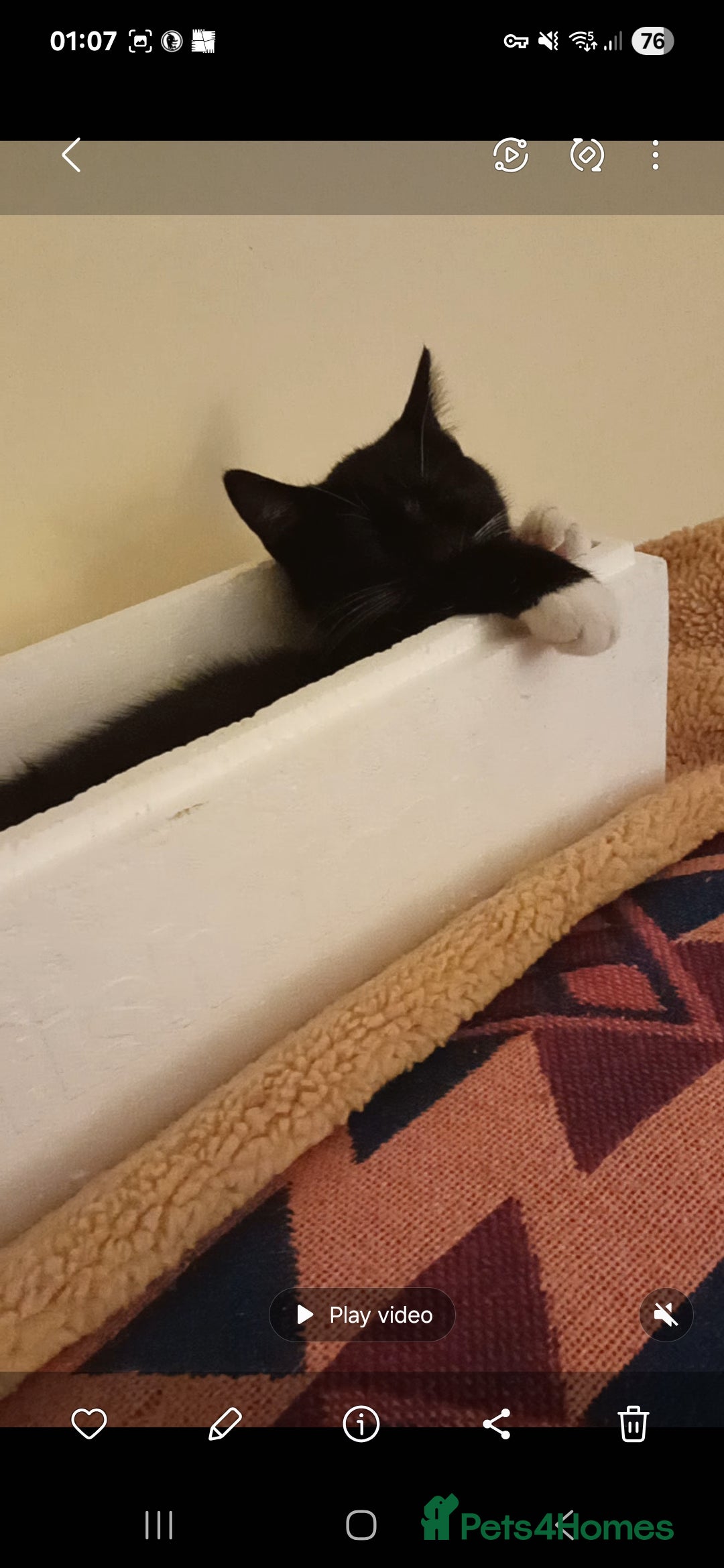 British Shorthair cats for sale: Wee George  - Advert 13