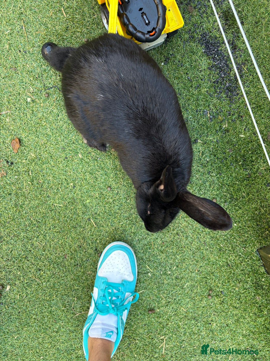 Mixed Breed rabbits for sale: Continental giant X  - Advert 3