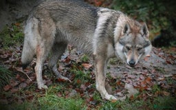 Saarloos Wolfdog dogs for sale: Czechoslovakian wolfdog ( vlciak) IKC reg litter  - Image 1