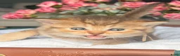 British Shorthair cats for sale: Chocolate golden kittens  - Advert 10