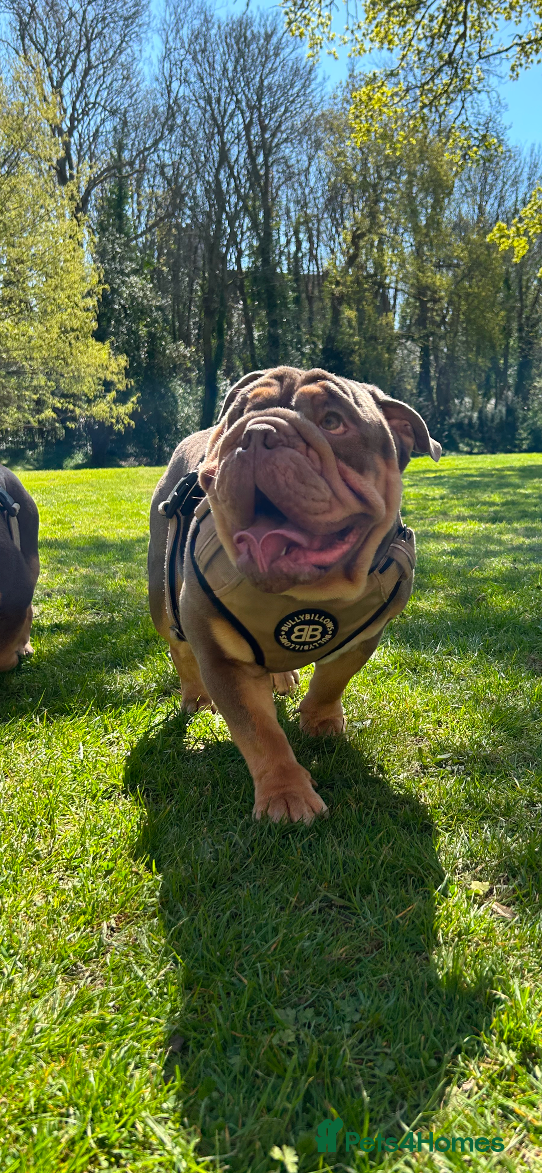 English Bulldog dogs for stud: Sons of king nemesis & epic bully (darling) in Southampton - Image 8