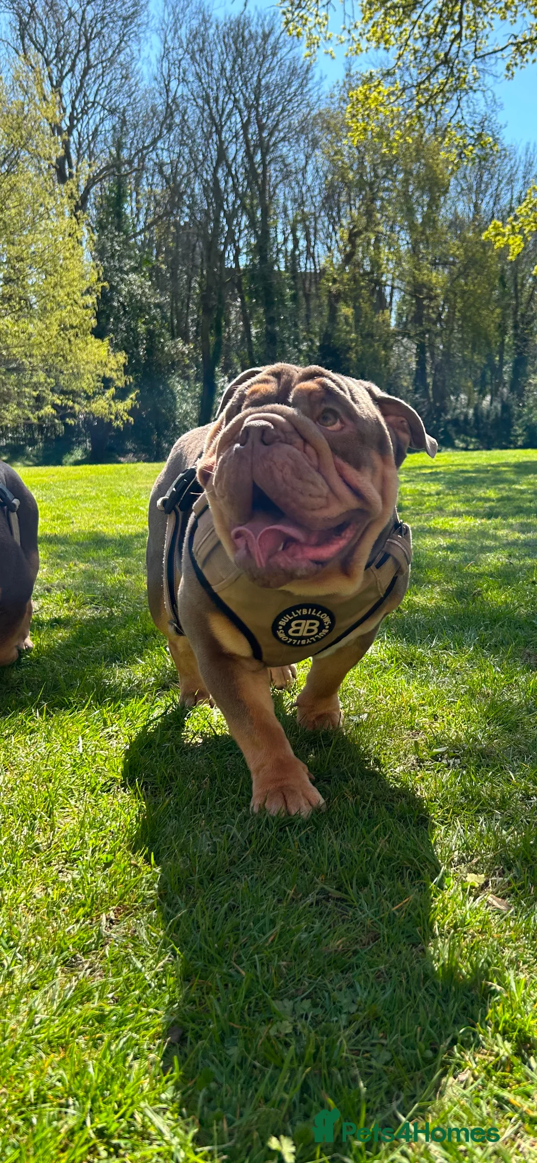 English Bulldog dogs for stud: Sons of king nemesis & epic bully (darling) in Southampton - Advert 10