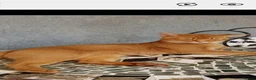 Abyssinian cats for sale: Abyssinian kittens - Advert 11