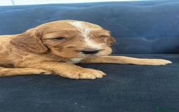 Irish Doodle dogs for sale: Gorgeous Miniature F1 Irish Doodles - Image 33