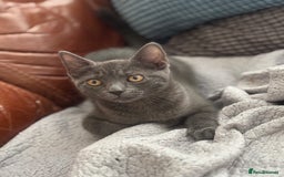British Shorthair cats for sale: Female cat  - Image 2