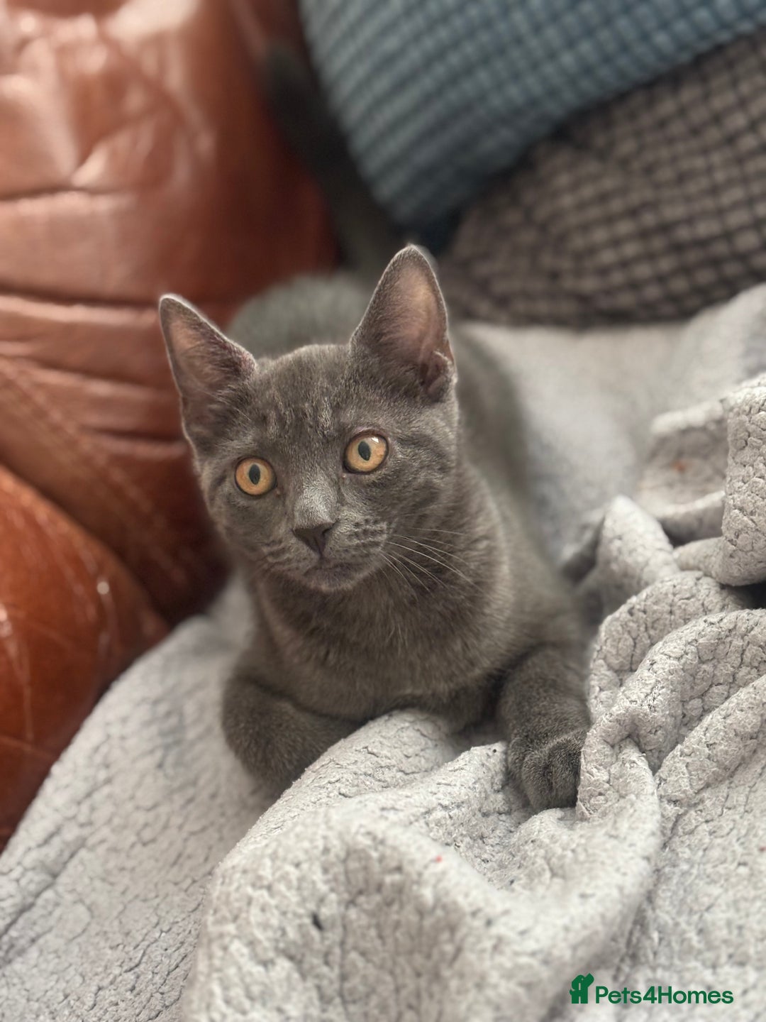 British Shorthair cats for sale: Female cat  - Image 2