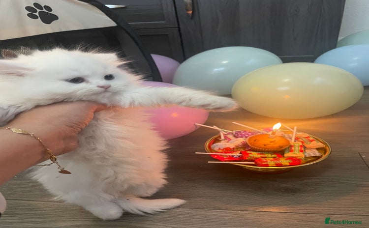 Persian cats - Advert 16