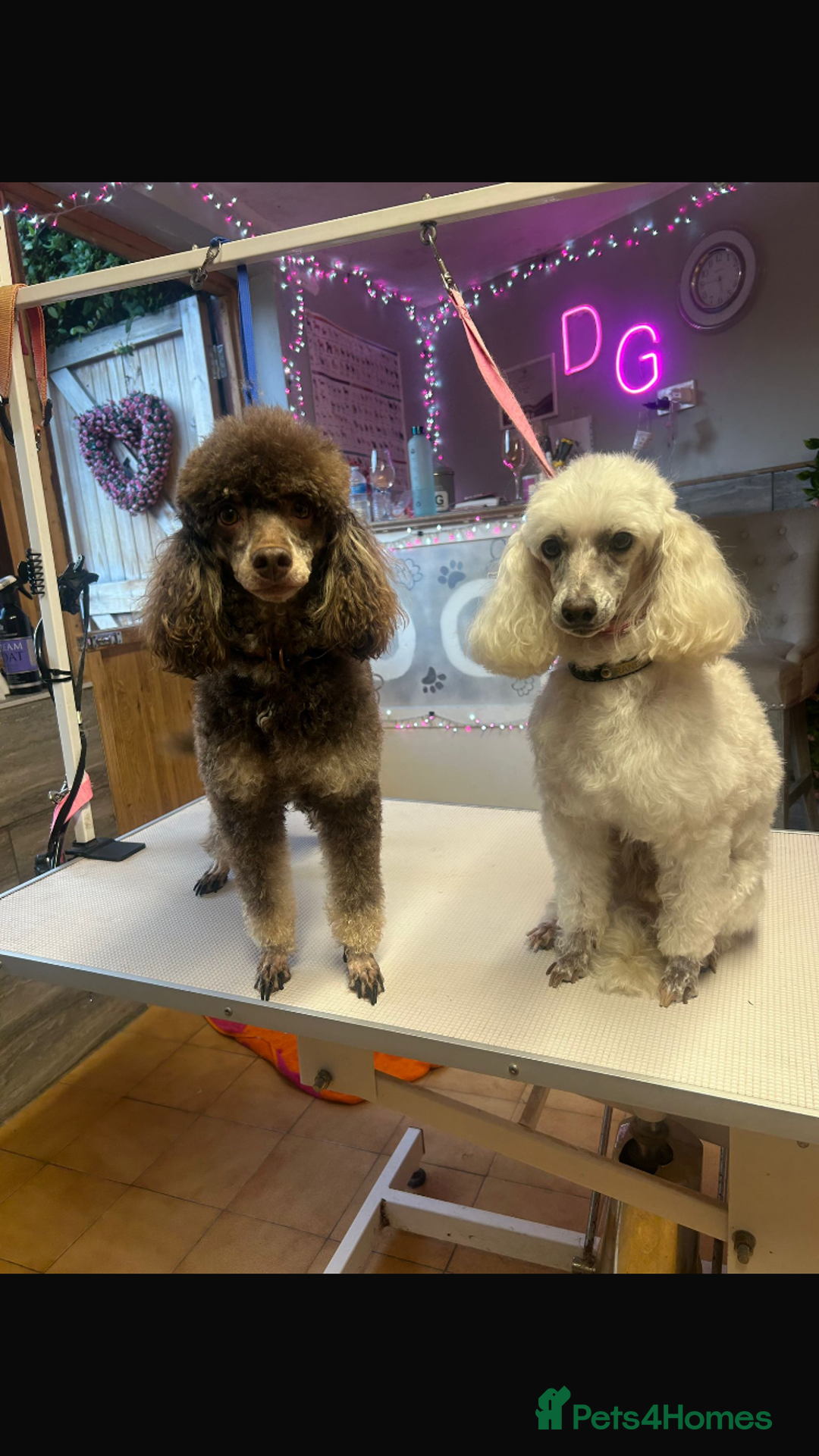 Poodle dogs for sale: Poodle 86% x cavalier DNA tested  - Image 7