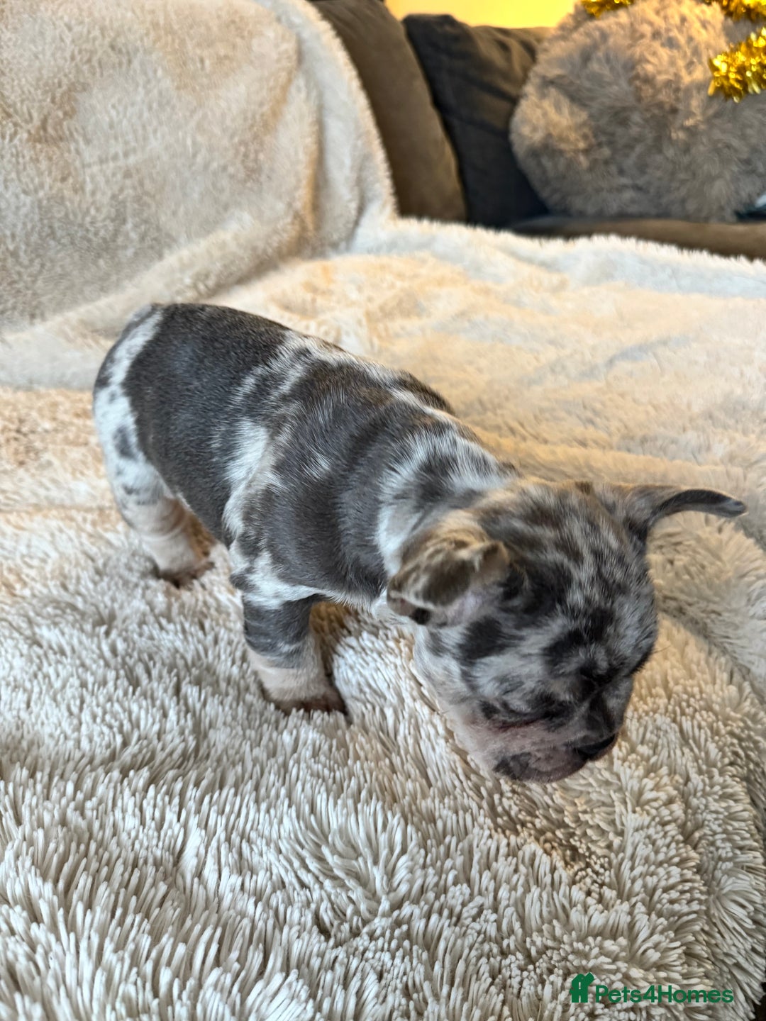 French Bulldog dogs for sale: Female Merle French bulldog  - Advert 4
