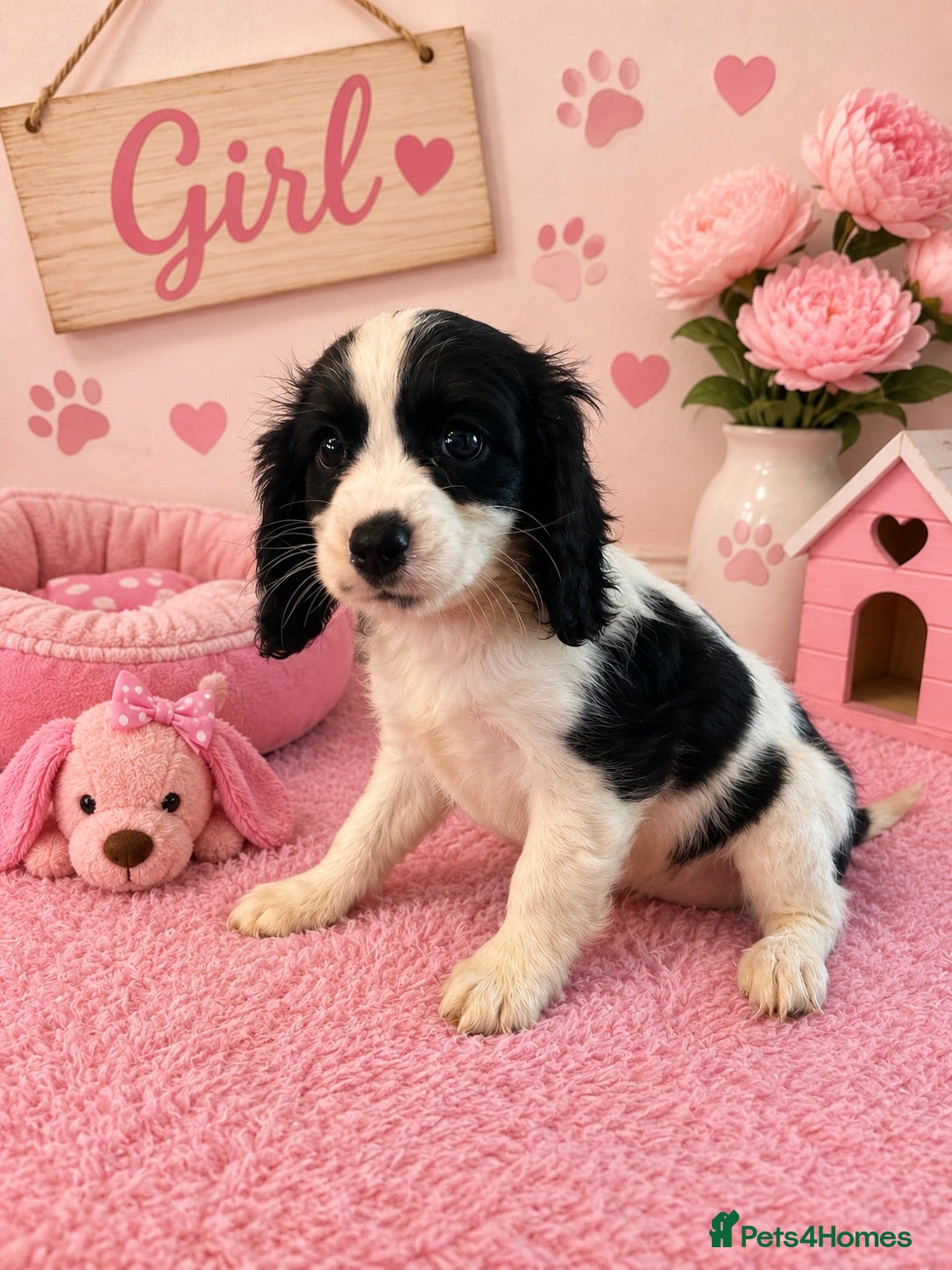 Cavapoo dogs ** RARE COLOURED DNA CLEAR CAVAPOO PUPPIES ** - Advert 1