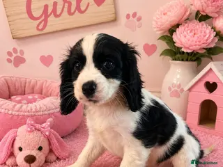 Cavapoo dogs ** RARE COLOURED DNA CLEAR CAVAPOO PUPPIES ** - Advert 1