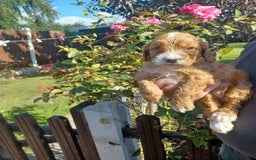 Cockapoo dogs for sale: Last one cockerpoo boy foxred  - Image 1