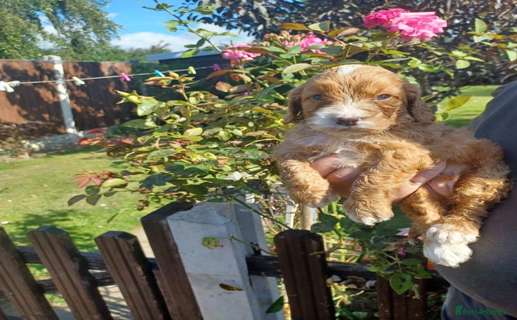 Cockapoo dogs - Advert 9