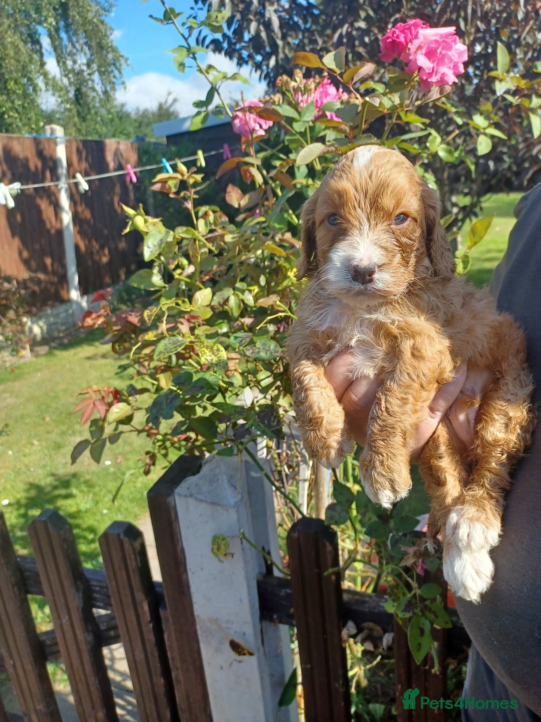 Cockapoo dogs for sale: Last one cockerpoo boy foxred  - Image 1