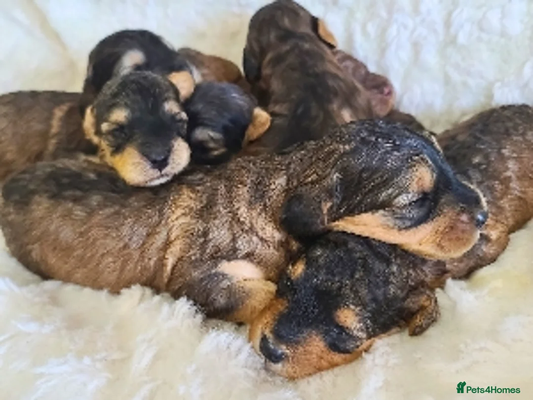 Cockapoo dogs for sale: Sable F1b Cockapoos DNA TESTED, VET HEALTH CHECKED - Advert 2