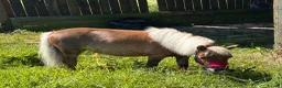 Shetland pony horses for sale: Adorable Miniature Shetland in Looe - Advert 10