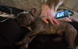 French Bulldog dogs for sale: 17 month Male French bulldog  - Image 2