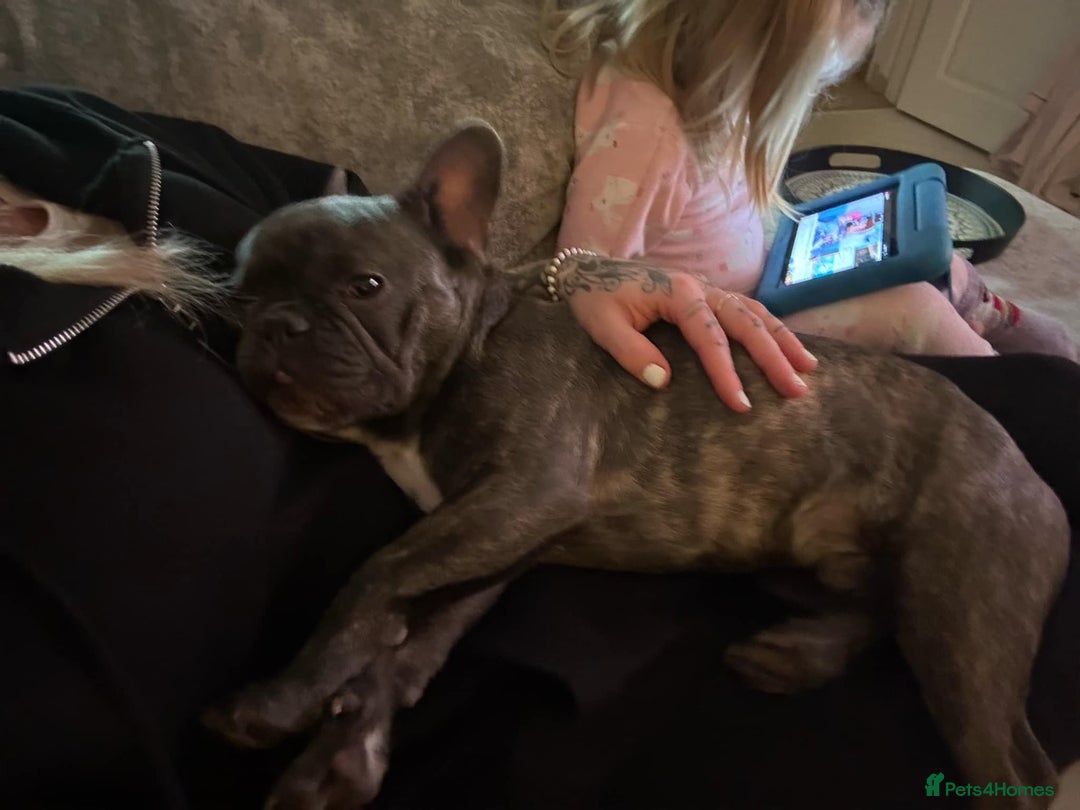French Bulldog dogs for sale: 17 month Male French bulldog  - Image 2
