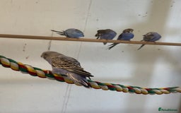 Budgerigars birds for sale: Baby  budgies in Whitstable - Image 2