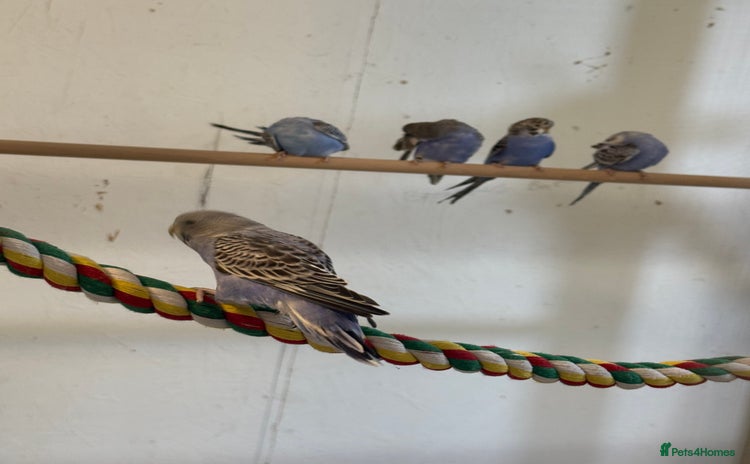 Budgerigars birds in Whitstable - Advert 4