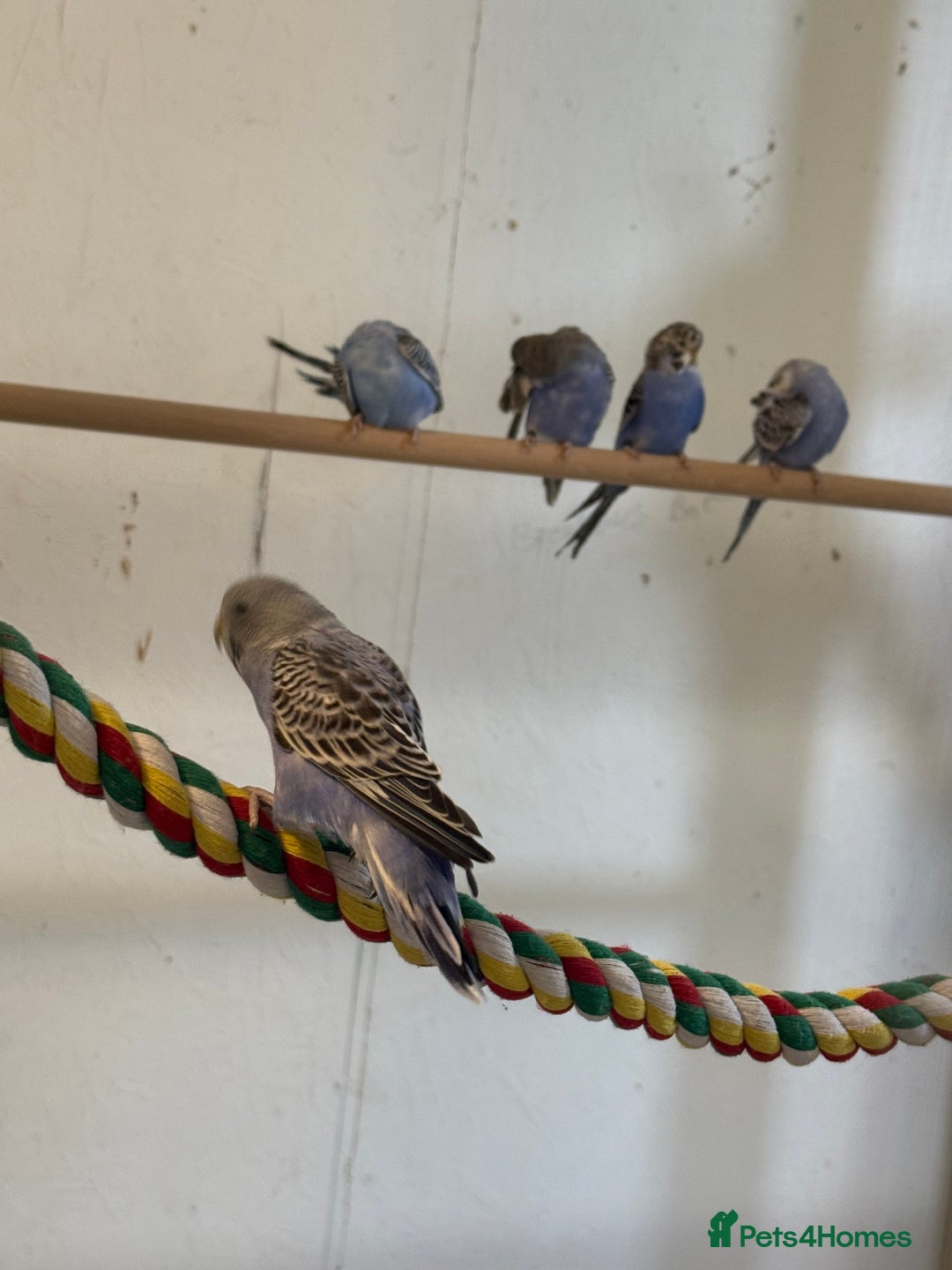 Budgerigars birds for sale: Baby  budgies in Whitstable - Image 2