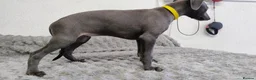 Whippet dogs for sale: (Solid) Blue Whippet KC Registered Puppies - Advert 10