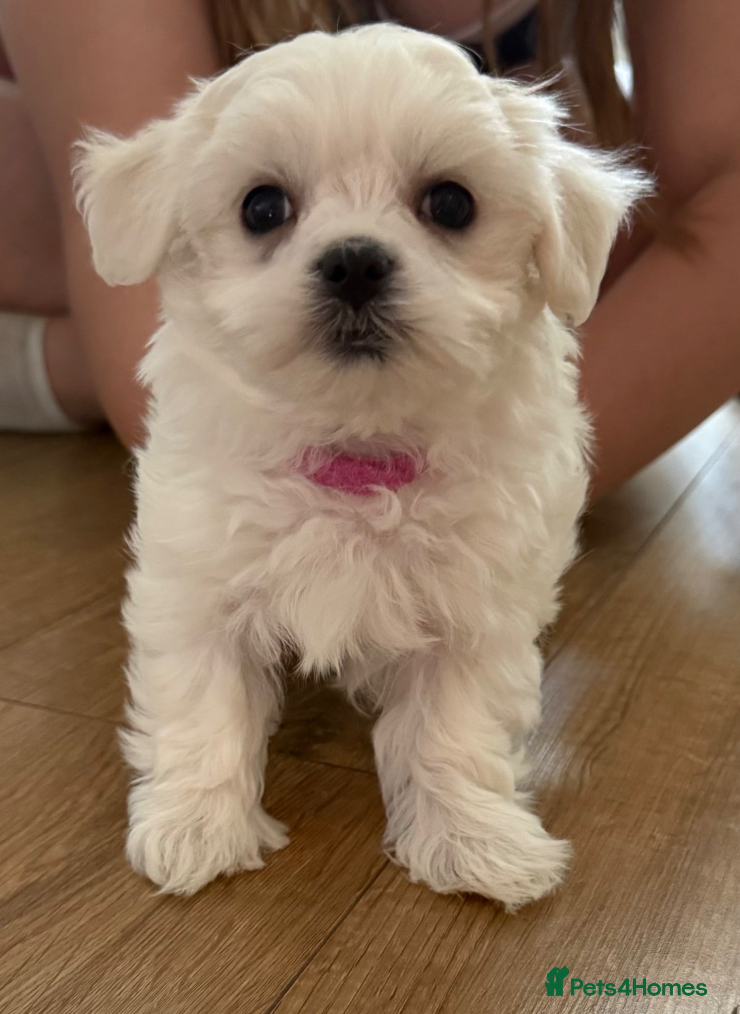 Maltese dogs Sweet girls - Advert 1