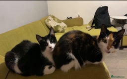 Mixed Breed cats for sale: Calico & Mixed Breed - Image 2