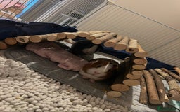 Guinea Pig rodents for sale: Evie and Poppy - Image 3