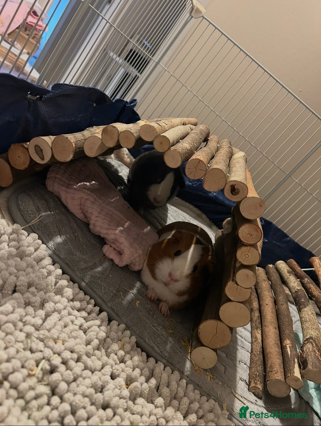 Guinea Pig rodents for sale: Evie and Poppy - Image 3