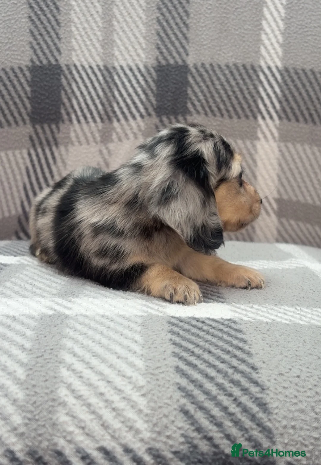 Miniature Dachshund dogs for sale: Mini long haired dachshund  in Preston - Advert 6