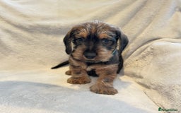 Dachshund dogs for sale: Standard Wire Haired Dachshunds  - Advert 4