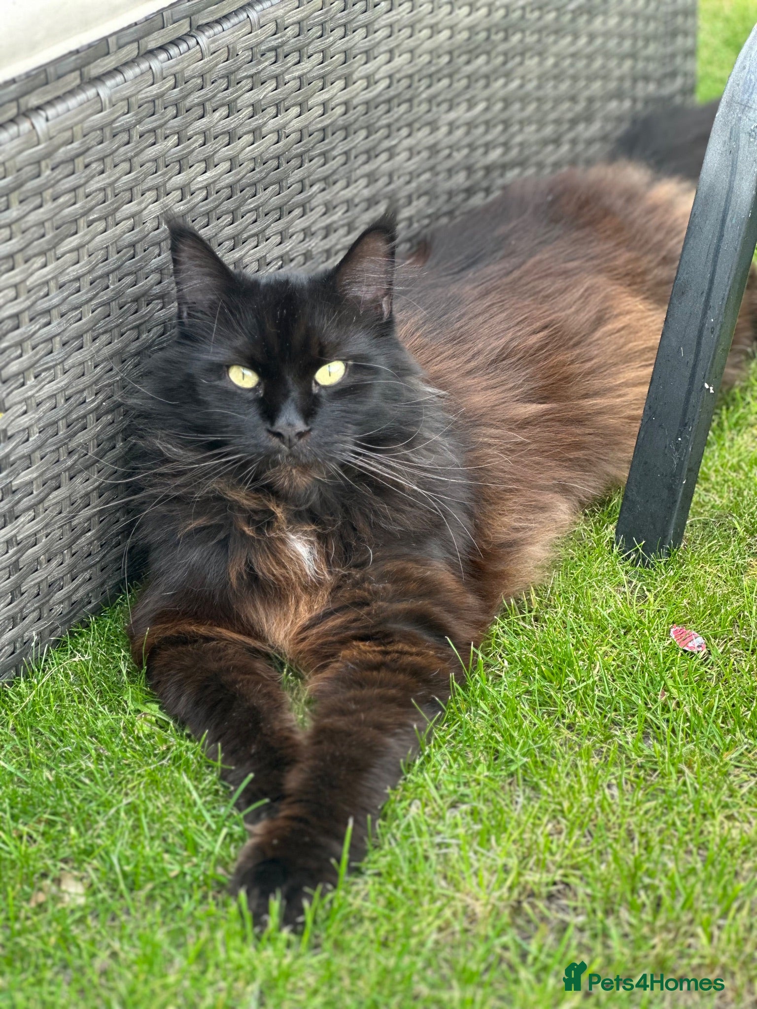 Maine Coon cats Male Maine Coon - Advert 1
