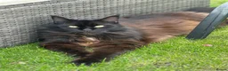 Maine Coon cats for sale: Male Maine Coon in Southport - Advert 1