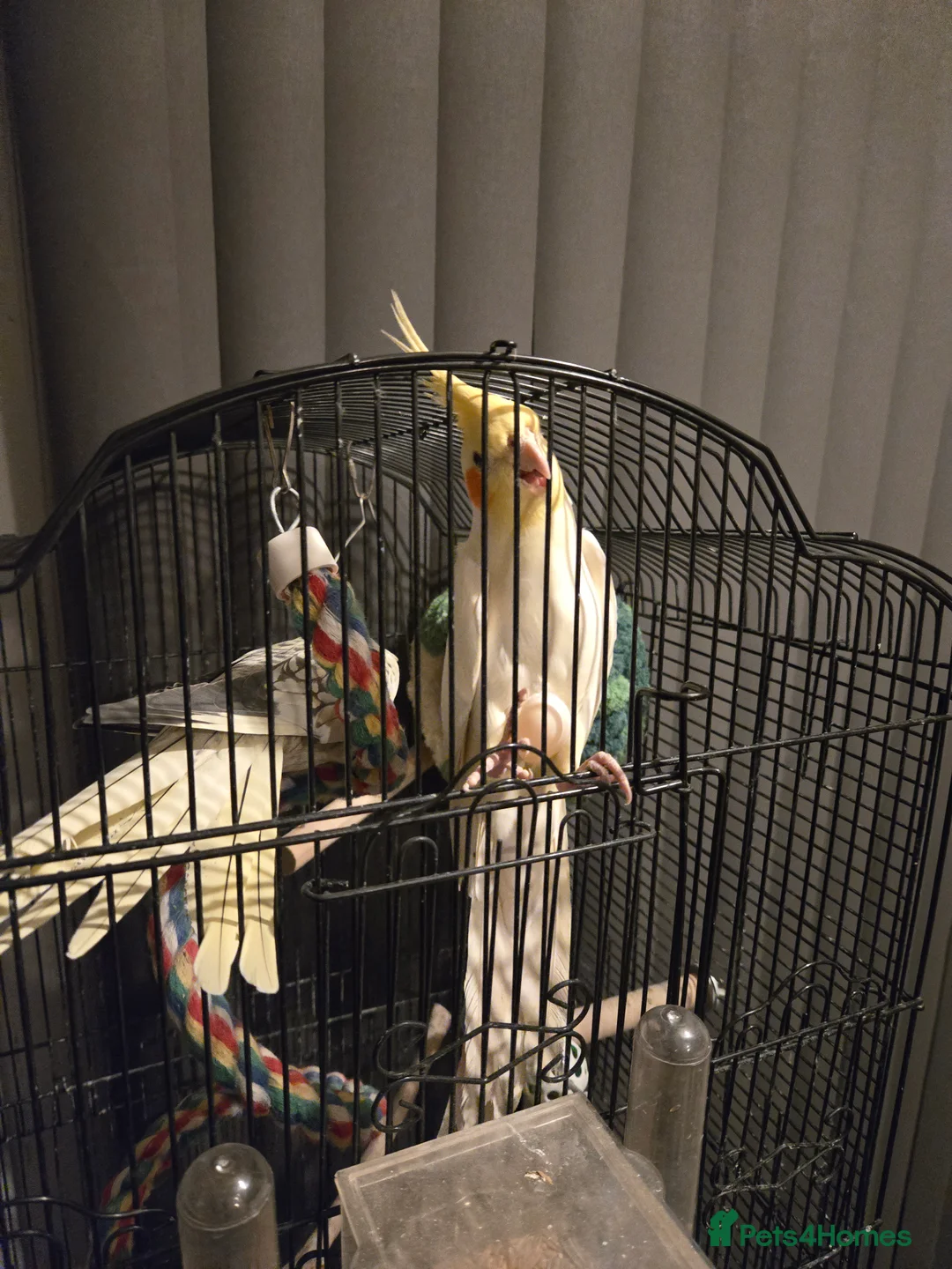 Cockatiels birds for sale: Male & Female Cockatiels for Rehoming  - Advert 1